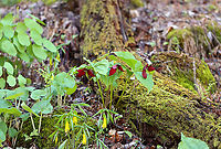 Red Trillium - Trillium erectum This is one of my favorite spring hikes because the woods in this location are full of moss, ferns, and spring ephemerals.<br />
<br />
Habitat: Moist forest<br />
https://www.jungledragon.com/image/93661/red_trillium_-_trillium_erectum.html Geotagged,Red trillium,Spring,Trillium erectum,United States
