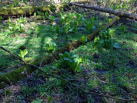 Wetland This is the kind of hike where your feet get very wet. This area of eastern, upstate New York has a lot of bogs/wetlands that are loaded with native plants and wildlife. It's amazing!  Geotagged,Spring,United States,bog,wetland