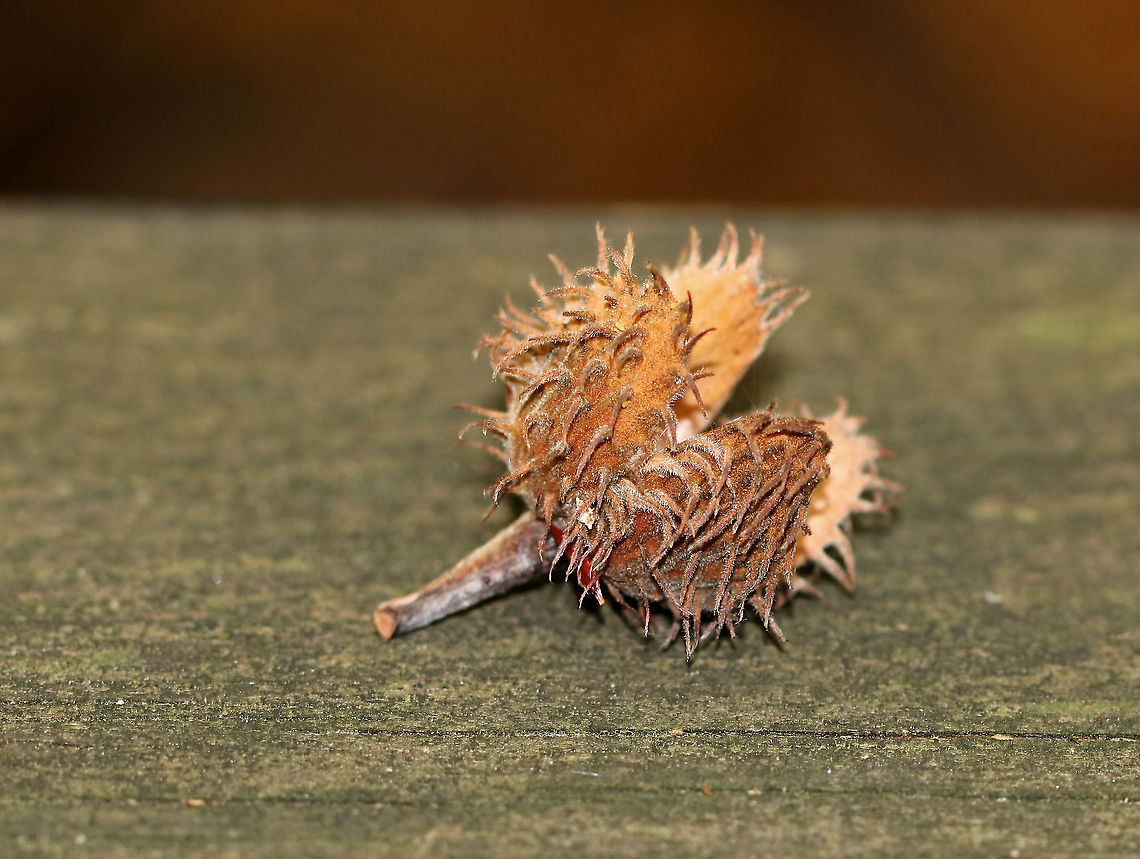 American Beech Seed Husk - Fagus grandifolia The fruit of American Beech have an outer husk that splits open in early autumn to reveal edible nuts. The nuts are edible and are favored among birds and mammals. <br />
<br />
Habitat: Deciduous forest American beech,Fagus,Fagus grandifolia,Fall,Geotagged,United States,beech,husk,seed husk