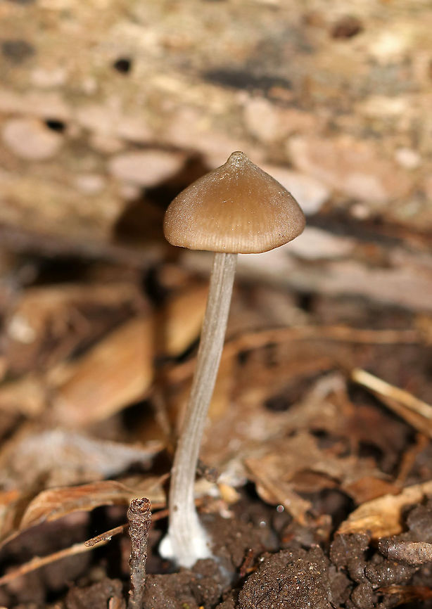 Mushroom - Entoloma sp. or Nolanea sp.? Habitat: Mixed, but mostly deciduous forest<br />
<figure class="photo"><a href="https://www.jungledragon.com/image/93666/mushroom_-_entoloma_sp._or_nolanea_sp.html" title="Mushroom - Entoloma sp. or Nolanea sp.?"><img src="https://s3.amazonaws.com/media.jungledragon.com/images/3232/93666_thumb.jpg?AWSAccessKeyId=05GMT0V3GWVNE7GGM1R2&Expires=1759968010&Signature=6zdxoDJPYycmRKjqUfWMHlfR%2B4U%3D" width="200" height="162" alt="Mushroom - Entoloma sp. or Nolanea sp.? Habitat: Mixed, but mostly deciduous forest<br />
https://www.jungledragon.com/image/93665/mushroom_-_entoloma_sp._or_nolanea_sp.html Fall,Geotagged,United States" /></a></figure> Fall,Geotagged,United States,fungus,mushroom