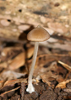 Mushroom - Entoloma sp. or Nolanea sp.? Habitat: Mixed, but mostly deciduous forest
https://www.jungledragon.com/image/93666/mushroom_-_entoloma_sp._or_nolanea_sp.html Fall,Geotagged,United States,fungus,mushroom