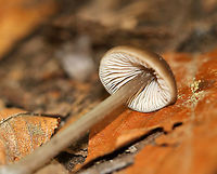 Mushroom - Entoloma sp. or Nolanea sp.? Habitat: Mixed, but mostly deciduous forest<br />
https://www.jungledragon.com/image/93665/mushroom_-_entoloma_sp._or_nolanea_sp.html Fall,Geotagged,United States