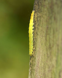Sordid Hypena - Hypena sordidula *ID is tentative, but probable given the location and the fact that there was Laportea sp. nearby (host plant).
Habitat: Spotted on a bridge in a deciduous forest Fall,Geotagged,Hypena sordidula,Sordid Hypena,United States,caterpillar,larva,noctuidae