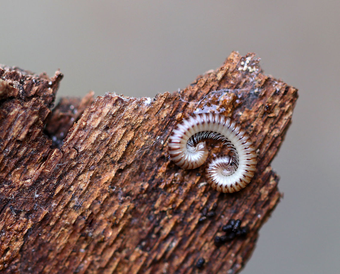 Blunt-tailed Snake Millipede - Cylindroiulus punctatus ~20-25 mm long. Pale brown with darker brown bands on the segments and dark spots along the sides. Pale tail end.<br />
<br />
Habitat: Under bark on a fallen tree Blunt-tailed Snake Millipede,Cylindroiulus,Cylindroiulus punctatus,Fall,Geotagged,United States,millipede