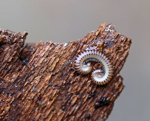 Blunt-tailed Snake Millipede - Cylindroiulus punctatus ~20-25 mm long. Pale brown with darker brown bands on the segments and dark spots along the sides. Pale tail end.

Habitat: Under bark on a fallen tree Blunt-tailed Snake Millipede,Cylindroiulus,Cylindroiulus punctatus,Fall,Geotagged,United States,millipede