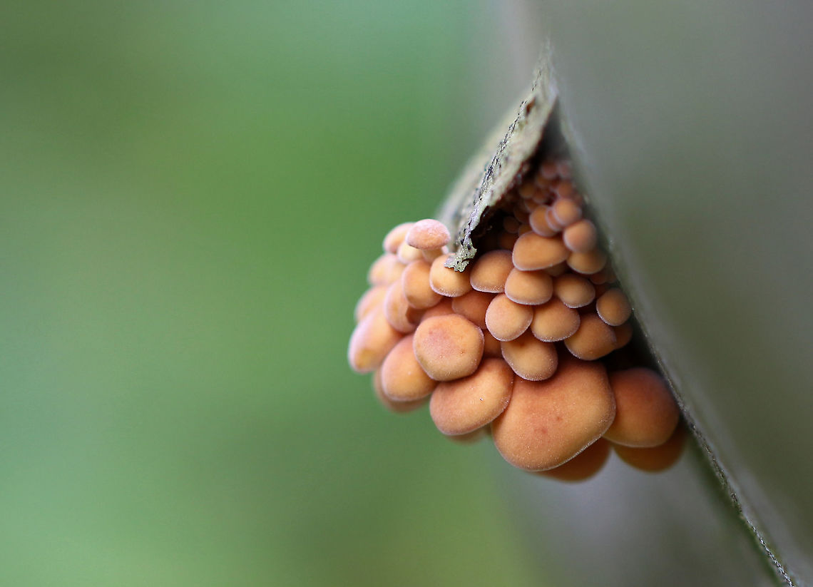 Tiny Mushrooms - Flammulina velutipes They were quite small and were growing in clusters, out of the cracks in bark.<br />
<br />
Habitat: Growing on fallen sycamore<br />
<figure class="photo"><a href="https://www.jungledragon.com/image/93713/tiny_mushrooms_-_flammulina_velutipes.html" title="Tiny Mushrooms - Flammulina velutipes"><img src="https://s3.amazonaws.com/media.jungledragon.com/images/3232/93713_thumb.jpg?AWSAccessKeyId=05GMT0V3GWVNE7GGM1R2&Expires=1767225610&Signature=R%2Fx8Jnyp7yPzHiFO8v5Kj7FsfH8%3D" width="200" height="142" alt="Tiny Mushrooms - Flammulina velutipes They were quite small and were growing in clusters, out of the cracks in bark.<br />
<br />
Habitat: Growing on fallen sycamore<br />
https://www.jungledragon.com/image/93711/tiny_mushrooms.html<br />
https://www.jungledragon.com/image/93712/tiny_mushrooms.html Fall,Flammulina,Flammulina velutipes,Geotagged,United States" /></a></figure><br />
<figure class="photo"><a href="https://www.jungledragon.com/image/93712/tiny_mushrooms_-_flammulina_velutipes.html" title="Tiny Mushrooms - Flammulina velutipes"><img src="https://s3.amazonaws.com/media.jungledragon.com/images/3232/93712_thumb.jpg?AWSAccessKeyId=05GMT0V3GWVNE7GGM1R2&Expires=1767225610&Signature=GOpcdsvvA5XynzS%2B3dnie9h8APU%3D" width="200" height="152" alt="Tiny Mushrooms - Flammulina velutipes They were quite small and were growing in clusters, out of the cracks in bark.<br />
<br />
Habitat: Growing on fallen sycamore<br />
https://www.jungledragon.com/image/93711/tiny_mushrooms.html<br />
https://www.jungledragon.com/image/93713/tiny_mushrooms.html Fall,Flammulina,Flammulina velutipes,Geotagged,United States" /></a></figure> Fall,Flammulina,Flammulina velutipes,Geotagged,United States,fungus,mushrooms