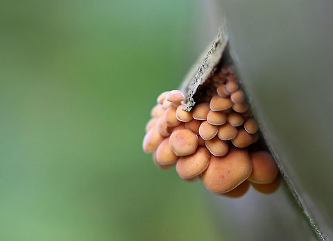 Tiny Mushrooms - Flammulina velutipes They were quite small and were growing in clusters, out of the cracks in bark.

Habitat: Growing on fallen sycamore
https://www.jungledragon.com/image/93713/tiny_mushrooms.html
https://www.jungledragon.com/image/93712/tiny_mushrooms.html Fall,Flammulina,Flammulina velutipes,Geotagged,United States,fungus,mushrooms
