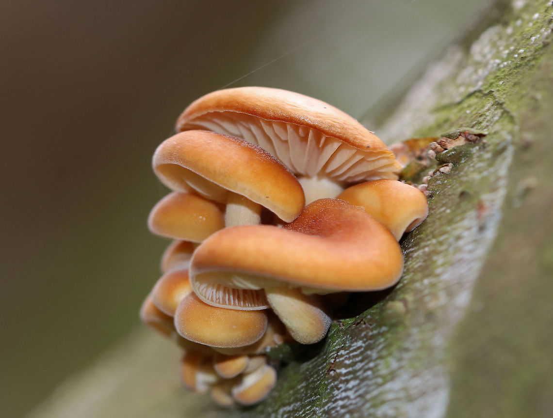 Tiny Mushrooms - Flammulina velutipes They were quite small and were growing in clusters, out of the cracks in bark.<br />
<br />
Habitat: Growing on fallen sycamore<br />
<figure class="photo"><a href="https://www.jungledragon.com/image/93711/tiny_mushrooms_-_flammulina_velutipes.html" title="Tiny Mushrooms - Flammulina velutipes"><img src="https://s3.amazonaws.com/media.jungledragon.com/images/3232/93711_thumb.jpg?AWSAccessKeyId=05GMT0V3GWVNE7GGM1R2&Expires=1759968010&Signature=ERFAvg94KSA60yySPZkphcBT5GY%3D" width="200" height="146" alt="Tiny Mushrooms - Flammulina velutipes They were quite small and were growing in clusters, out of the cracks in bark.<br />
<br />
Habitat: Growing on fallen sycamore<br />
https://www.jungledragon.com/image/93713/tiny_mushrooms.html<br />
https://www.jungledragon.com/image/93712/tiny_mushrooms.html Fall,Flammulina,Flammulina velutipes,Geotagged,United States,fungus,mushrooms" /></a></figure><br />
<figure class="photo"><a href="https://www.jungledragon.com/image/93713/tiny_mushrooms_-_flammulina_velutipes.html" title="Tiny Mushrooms - Flammulina velutipes"><img src="https://s3.amazonaws.com/media.jungledragon.com/images/3232/93713_thumb.jpg?AWSAccessKeyId=05GMT0V3GWVNE7GGM1R2&Expires=1759968010&Signature=%2FlD2EtDSd0Q242h7QFcj6%2F%2FvhZE%3D" width="200" height="142" alt="Tiny Mushrooms - Flammulina velutipes They were quite small and were growing in clusters, out of the cracks in bark.<br />
<br />
Habitat: Growing on fallen sycamore<br />
https://www.jungledragon.com/image/93711/tiny_mushrooms.html<br />
https://www.jungledragon.com/image/93712/tiny_mushrooms.html Fall,Flammulina,Flammulina velutipes,Geotagged,United States" /></a></figure> Fall,Flammulina,Flammulina velutipes,Geotagged,United States