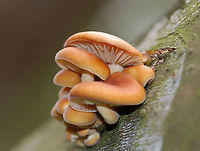 Tiny Mushrooms - Flammulina velutipes They were quite small and were growing in clusters, out of the cracks in bark.<br />
<br />
Habitat: Growing on fallen sycamore<br />
https://www.jungledragon.com/image/93711/tiny_mushrooms.html<br />
https://www.jungledragon.com/image/93713/tiny_mushrooms.html Fall,Flammulina,Flammulina velutipes,Geotagged,United States