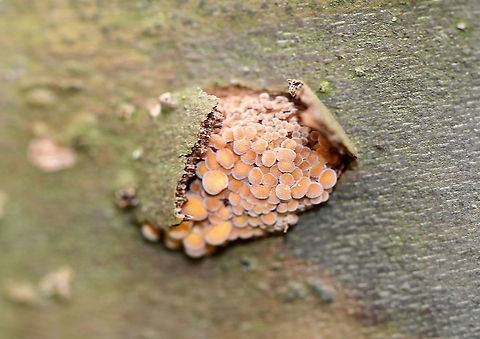 Tiny Mushrooms - Flammulina velutipes They were quite small and were growing in clusters, out of the cracks in bark.

Habitat: Growing on fallen sycamore
https://www.jungledragon.com/image/93711/tiny_mushrooms.html
https://www.jungledragon.com/image/93712/tiny_mushrooms.html Fall,Flammulina,Flammulina velutipes,Geotagged,United States