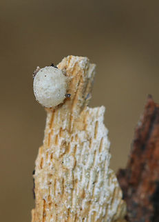 Hatched Egg Maybe a spider egg sac? I'm not really sure. It had a hole in one side and was empty.

Habitat: Sycamore bark, streamside
https://www.jungledragon.com/image/93715/hatched_egg.html Fall,Geotagged,United States,egg