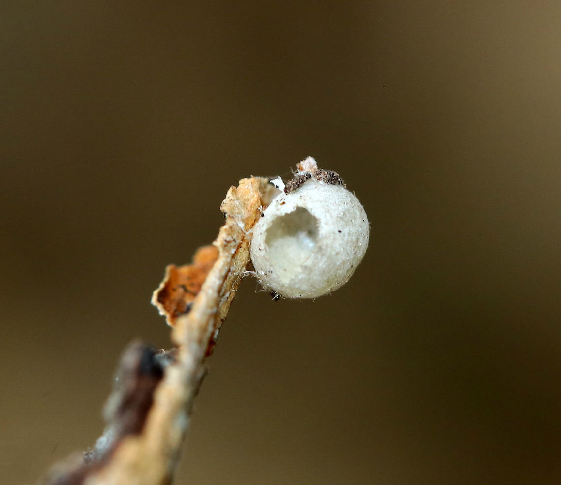 Hatched Egg Maybe a spider egg sac? I&#039;m not really sure. It had a hole in one side and was empty.<br />
<br />
Habitat: Sycamore bark, streamside<br />
<figure class="photo"><a href="https://www.jungledragon.com/image/93714/hatched_egg.html" title="Hatched Egg"><img src="https://s3.amazonaws.com/media.jungledragon.com/images/3232/93714_thumb.jpg?AWSAccessKeyId=05GMT0V3GWVNE7GGM1R2&Expires=1763596810&Signature=pD6B23LL3mseZkWZoMMCjCHPR6E%3D" width="110" height="152" alt="Hatched Egg Maybe a spider egg sac? I&#039;m not really sure. It had a hole in one side and was empty.<br />
<br />
Habitat: Sycamore bark, streamside<br />
https://www.jungledragon.com/image/93715/hatched_egg.html Fall,Geotagged,United States,egg" /></a></figure> Fall,Geotagged,United States,egg
