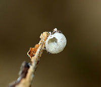 Hatched Egg Maybe a spider egg sac? I'm not really sure. It had a hole in one side and was empty.<br />
<br />
Habitat: Sycamore bark, streamside<br />
https://www.jungledragon.com/image/93714/hatched_egg.html Fall,Geotagged,United States,egg