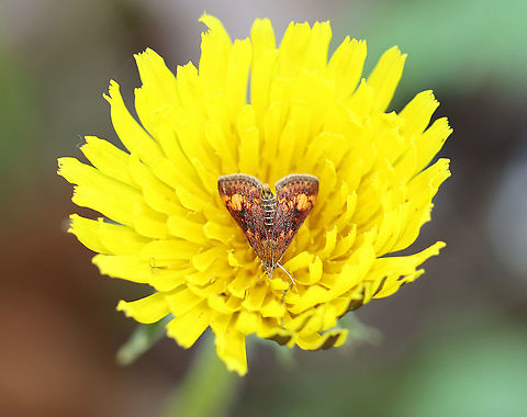 Orange Mint Moth - Pyrausta orphisalis I saw this cutie resting in a dandelion this afternoon. 

Habitat: Meadow edge Geotagged,Orange mint moth,Pyrausta,Pyrausta orphisalis,Spring,United States,moth