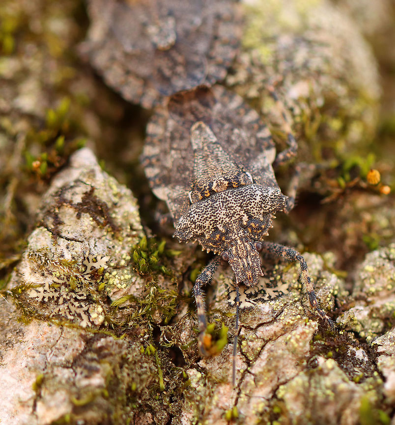 Stink Bugs - Brochymena arborea Stink bugs in love <3<br />
<br />
Habitat: Tree; streamside<br />
<figure class="photo"><a href="https://www.jungledragon.com/image/93740/stink_bugs_-_brochymena_arborea.html" title="Stink Bugs - Brochymena arborea"><img src="https://s3.amazonaws.com/media.jungledragon.com/images/3232/93740_thumb.jpg?AWSAccessKeyId=05GMT0V3GWVNE7GGM1R2&Expires=1769040010&Signature=IB4%2BNzoOhZU8w9kIUc5ntKcoAms%3D" width="200" height="158" alt="Stink Bugs - Brochymena arborea Stink bugs in love <3.<br />
<br />
Habitat: Tree; streamside<br />
https://www.jungledragon.com/image/93736/stink_bugs_-_brochymena_arborea.html<br />
https://www.jungledragon.com/image/93739/stink_bugs_-_brochymena_arborea.html<br />
https://www.jungledragon.com/image/93738/stink_bugs_-_brochymena_arborea.html<br />
https://www.jungledragon.com/image/93737/stink_bugs_-_brochymena_arborea.html Brochymena arborea,Geotagged,Spring,United States" /></a></figure><br />
<figure class="photo"><a href="https://www.jungledragon.com/image/93739/stink_bugs_-_brochymena_arborea.html" title="Stink Bugs - Brochymena arborea"><img src="https://s3.amazonaws.com/media.jungledragon.com/images/3232/93739_thumb.jpg?AWSAccessKeyId=05GMT0V3GWVNE7GGM1R2&Expires=1769040010&Signature=8ztKBjgGLSVKJjKBXF1MhLNDoe8%3D" width="200" height="160" alt="Stink Bugs - Brochymena arborea Stink bugs in love <3. <br />
<br />
Habitat: Tree; streamside<br />
https://www.jungledragon.com/image/93736/stink_bugs_-_brochymena_arborea.html<br />
https://www.jungledragon.com/image/93740/stink_bugs_-_brochymena_arborea.html<br />
https://www.jungledragon.com/image/93738/stink_bugs_-_brochymena_arborea.html<br />
https://www.jungledragon.com/image/93737/stink_bugs_-_brochymena_arborea.html Brochymena arborea,Geotagged,Spring,United States" /></a></figure><br />
<figure class="photo"><a href="https://www.jungledragon.com/image/93738/stink_bugs_-_brochymena_arborea.html" title="Stink Bugs - Brochymena arborea"><img src="https://s3.amazonaws.com/media.jungledragon.com/images/3232/93738_thumb.jpg?AWSAccessKeyId=05GMT0V3GWVNE7GGM1R2&Expires=1769040010&Signature=28VnZCvRpIt8T6QXSqfmZBNTwRU%3D" width="200" height="156" alt="Stink Bugs - Brochymena arborea Stink bugs in love <3<br />
<br />
Habitat: Tree; streamside<br />
https://www.jungledragon.com/image/93739/stink_bugs_-_brochymena_arborea.html<br />
https://www.jungledragon.com/image/93737/stink_bugs_-_brochymena_arborea.html<br />
https://www.jungledragon.com/image/93740/stink_bugs_-_brochymena_arborea.html<br />
https://www.jungledragon.com/image/93736/stink_bugs_-_brochymena_arborea.html Brochymena arborea,Geotagged,Spring,United States" /></a></figure><br />
<figure class="photo"><a href="https://www.jungledragon.com/image/93737/stink_bugs_-_brochymena_arborea.html" title="Stink Bugs - Brochymena arborea"><img src="https://s3.amazonaws.com/media.jungledragon.com/images/3232/93737_thumb.jpg?AWSAccessKeyId=05GMT0V3GWVNE7GGM1R2&Expires=1769040010&Signature=8GUzCEKSJBgxifVg16tjKsodPrk%3D" width="136" height="152" alt="Stink Bugs - Brochymena arborea They were so well camouflaged!<br />
<br />
Habitat: Tree; streamside<br />
https://www.jungledragon.com/image/93738/stink_bugs_-_brochymena_arborea.html<br />
https://www.jungledragon.com/image/93739/stink_bugs_-_brochymena_arborea.html<br />
https://www.jungledragon.com/image/93740/stink_bugs_-_brochymena_arborea.html<br />
https://www.jungledragon.com/image/93736/stink_bugs_-_brochymena_arborea.html Brochymena arborea,Geotagged,Spring,United States" /></a></figure> Brochymena,Brochymena arborea,Geotagged,Spring,United States,stink bugs