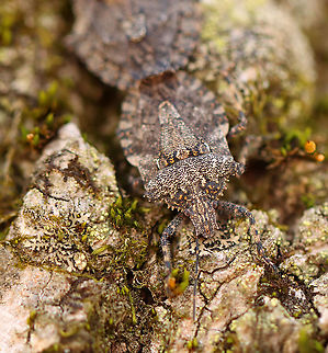 Stink Bugs - Brochymena arborea Stink bugs in love <3

Habitat: Tree; streamside
https://www.jungledragon.com/image/93740/stink_bugs_-_brochymena_arborea.html
https://www.jungledragon.com/image/93739/stink_bugs_-_brochymena_arborea.html
https://www.jungledragon.com/image/93738/stink_bugs_-_brochymena_arborea.html
https://www.jungledragon.com/image/93737/stink_bugs_-_brochymena_arborea.html Brochymena,Brochymena arborea,Geotagged,Spring,United States,stink bugs