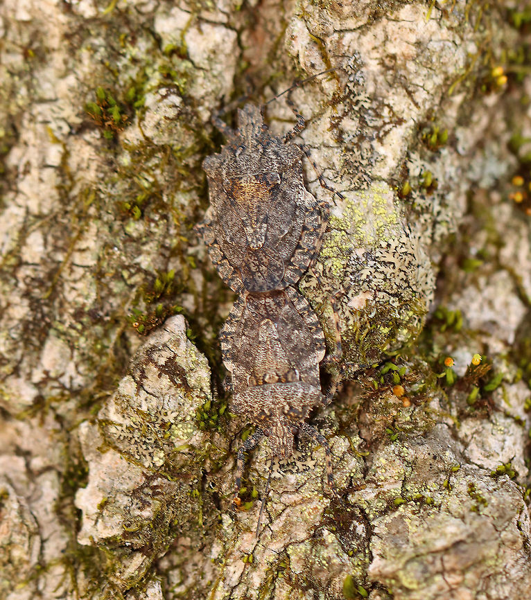 Stink Bugs - Brochymena arborea They were so well camouflaged!<br />
<br />
Habitat: Tree; streamside<br />
<figure class="photo"><a href="https://www.jungledragon.com/image/93738/stink_bugs_-_brochymena_arborea.html" title="Stink Bugs - Brochymena arborea"><img src="https://s3.amazonaws.com/media.jungledragon.com/images/3232/93738_thumb.jpg?AWSAccessKeyId=05GMT0V3GWVNE7GGM1R2&Expires=1769040010&Signature=28VnZCvRpIt8T6QXSqfmZBNTwRU%3D" width="200" height="156" alt="Stink Bugs - Brochymena arborea Stink bugs in love <3<br />
<br />
Habitat: Tree; streamside<br />
https://www.jungledragon.com/image/93739/stink_bugs_-_brochymena_arborea.html<br />
https://www.jungledragon.com/image/93737/stink_bugs_-_brochymena_arborea.html<br />
https://www.jungledragon.com/image/93740/stink_bugs_-_brochymena_arborea.html<br />
https://www.jungledragon.com/image/93736/stink_bugs_-_brochymena_arborea.html Brochymena arborea,Geotagged,Spring,United States" /></a></figure><br />
<figure class="photo"><a href="https://www.jungledragon.com/image/93739/stink_bugs_-_brochymena_arborea.html" title="Stink Bugs - Brochymena arborea"><img src="https://s3.amazonaws.com/media.jungledragon.com/images/3232/93739_thumb.jpg?AWSAccessKeyId=05GMT0V3GWVNE7GGM1R2&Expires=1769040010&Signature=8ztKBjgGLSVKJjKBXF1MhLNDoe8%3D" width="200" height="160" alt="Stink Bugs - Brochymena arborea Stink bugs in love <3. <br />
<br />
Habitat: Tree; streamside<br />
https://www.jungledragon.com/image/93736/stink_bugs_-_brochymena_arborea.html<br />
https://www.jungledragon.com/image/93740/stink_bugs_-_brochymena_arborea.html<br />
https://www.jungledragon.com/image/93738/stink_bugs_-_brochymena_arborea.html<br />
https://www.jungledragon.com/image/93737/stink_bugs_-_brochymena_arborea.html Brochymena arborea,Geotagged,Spring,United States" /></a></figure><br />
<figure class="photo"><a href="https://www.jungledragon.com/image/93740/stink_bugs_-_brochymena_arborea.html" title="Stink Bugs - Brochymena arborea"><img src="https://s3.amazonaws.com/media.jungledragon.com/images/3232/93740_thumb.jpg?AWSAccessKeyId=05GMT0V3GWVNE7GGM1R2&Expires=1769040010&Signature=IB4%2BNzoOhZU8w9kIUc5ntKcoAms%3D" width="200" height="158" alt="Stink Bugs - Brochymena arborea Stink bugs in love <3.<br />
<br />
Habitat: Tree; streamside<br />
https://www.jungledragon.com/image/93736/stink_bugs_-_brochymena_arborea.html<br />
https://www.jungledragon.com/image/93739/stink_bugs_-_brochymena_arborea.html<br />
https://www.jungledragon.com/image/93738/stink_bugs_-_brochymena_arborea.html<br />
https://www.jungledragon.com/image/93737/stink_bugs_-_brochymena_arborea.html Brochymena arborea,Geotagged,Spring,United States" /></a></figure><br />
<figure class="photo"><a href="https://www.jungledragon.com/image/93736/stink_bugs_-_brochymena_arborea.html" title="Stink Bugs - Brochymena arborea"><img src="https://s3.amazonaws.com/media.jungledragon.com/images/3232/93736_thumb.jpg?AWSAccessKeyId=05GMT0V3GWVNE7GGM1R2&Expires=1769040010&Signature=STOgdLaLVLfQIDO5JsJhxbyF2n8%3D" width="142" height="152" alt="Stink Bugs - Brochymena arborea Stink bugs in love <3<br />
<br />
Habitat: Tree; streamside<br />
https://www.jungledragon.com/image/93740/stink_bugs_-_brochymena_arborea.html<br />
https://www.jungledragon.com/image/93739/stink_bugs_-_brochymena_arborea.html<br />
https://www.jungledragon.com/image/93738/stink_bugs_-_brochymena_arborea.html<br />
https://www.jungledragon.com/image/93737/stink_bugs_-_brochymena_arborea.html Brochymena,Brochymena arborea,Geotagged,Spring,United States,stink bugs" /></a></figure> Brochymena arborea,Geotagged,Spring,United States