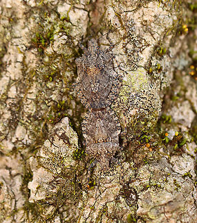 Stink Bugs - Brochymena arborea They were so well camouflaged!

Habitat: Tree; streamside
https://www.jungledragon.com/image/93738/stink_bugs_-_brochymena_arborea.html
https://www.jungledragon.com/image/93739/stink_bugs_-_brochymena_arborea.html
https://www.jungledragon.com/image/93740/stink_bugs_-_brochymena_arborea.html
https://www.jungledragon.com/image/93736/stink_bugs_-_brochymena_arborea.html Brochymena arborea,Geotagged,Spring,United States
