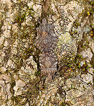 Stink Bugs - Brochymena arborea They were so well camouflaged!<br />
<br />
Habitat: Tree; streamside<br />
https://www.jungledragon.com/image/93738/stink_bugs_-_brochymena_arborea.html<br />
https://www.jungledragon.com/image/93739/stink_bugs_-_brochymena_arborea.html<br />
https://www.jungledragon.com/image/93740/stink_bugs_-_brochymena_arborea.html<br />
https://www.jungledragon.com/image/93736/stink_bugs_-_brochymena_arborea.html Brochymena arborea,Geotagged,Spring,United States