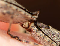 Stink Bugs - Brochymena arborea Stink bugs in love <3<br />
<br />
Habitat: Tree; streamside<br />
https://www.jungledragon.com/image/93739/stink_bugs_-_brochymena_arborea.html<br />
https://www.jungledragon.com/image/93737/stink_bugs_-_brochymena_arborea.html<br />
https://www.jungledragon.com/image/93740/stink_bugs_-_brochymena_arborea.html<br />
https://www.jungledragon.com/image/93736/stink_bugs_-_brochymena_arborea.html Brochymena arborea,Geotagged,Spring,United States