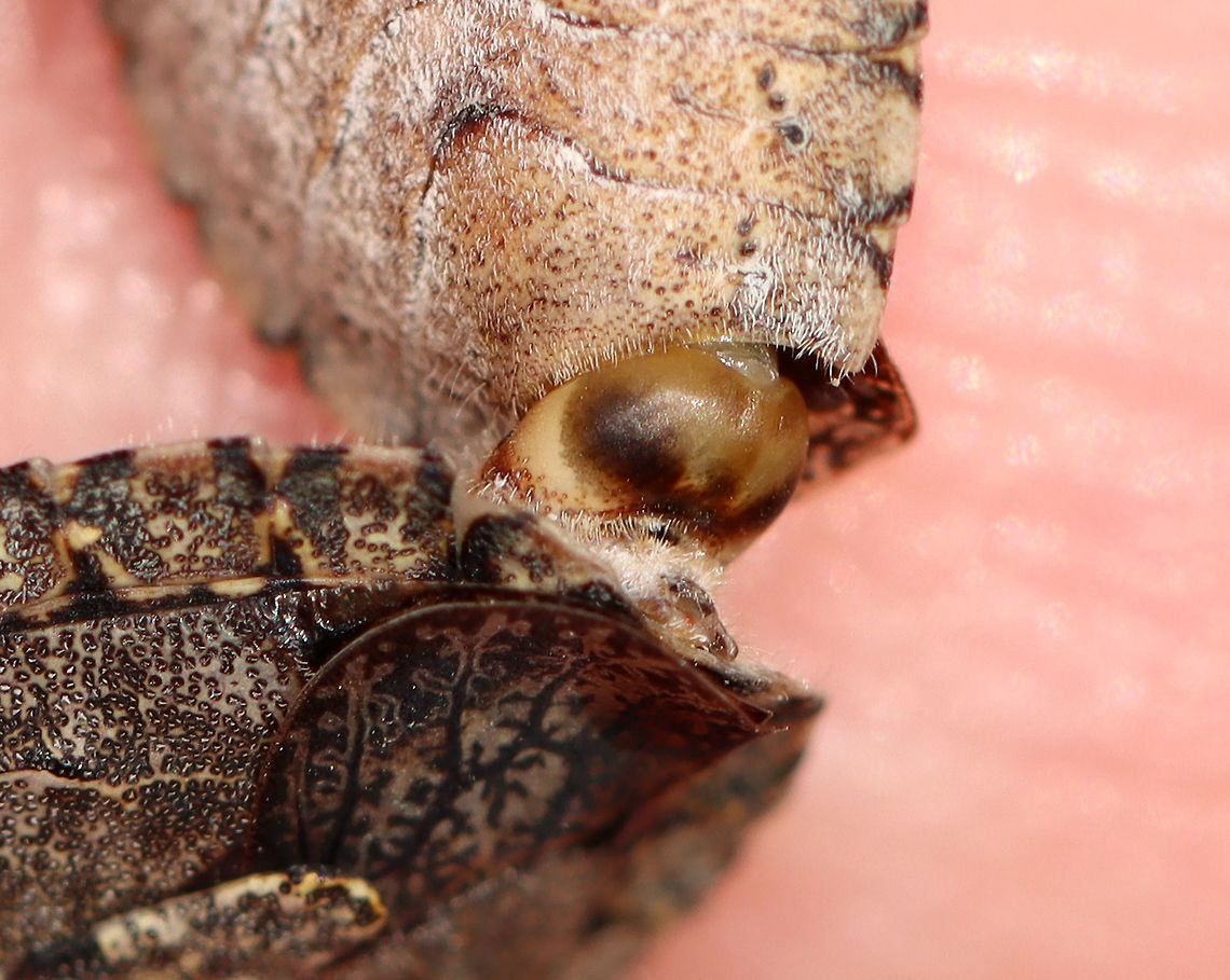 Stink Bugs - Brochymena arborea Stink bugs in love &lt;3. <br />
<br />
Habitat: Tree; streamside<br />
<figure class="photo"><a href="https://www.jungledragon.com/image/93736/stink_bugs_-_brochymena_arborea.html" title="Stink Bugs - Brochymena arborea"><img src="https://s3.amazonaws.com/media.jungledragon.com/images/3232/93736_thumb.jpg?AWSAccessKeyId=05GMT0V3GWVNE7GGM1R2&Expires=1759968010&Signature=1oTO3ZvWf0snr2WyTWtrxl3Bgxw%3D" width="142" height="152" alt="Stink Bugs - Brochymena arborea Stink bugs in love &lt;3<br />
<br />
Habitat: Tree; streamside<br />
https://www.jungledragon.com/image/93740/stink_bugs_-_brochymena_arborea.html<br />
https://www.jungledragon.com/image/93739/stink_bugs_-_brochymena_arborea.html<br />
https://www.jungledragon.com/image/93738/stink_bugs_-_brochymena_arborea.html<br />
https://www.jungledragon.com/image/93737/stink_bugs_-_brochymena_arborea.html Brochymena,Brochymena arborea,Geotagged,Spring,United States,stink bugs" /></a></figure><br />
<figure class="photo"><a href="https://www.jungledragon.com/image/93740/stink_bugs_-_brochymena_arborea.html" title="Stink Bugs - Brochymena arborea"><img src="https://s3.amazonaws.com/media.jungledragon.com/images/3232/93740_thumb.jpg?AWSAccessKeyId=05GMT0V3GWVNE7GGM1R2&Expires=1759968010&Signature=s14OVzY8dILF7H8JN3w0T5xnsDY%3D" width="200" height="158" alt="Stink Bugs - Brochymena arborea Stink bugs in love &lt;3.<br />
<br />
Habitat: Tree; streamside<br />
https://www.jungledragon.com/image/93736/stink_bugs_-_brochymena_arborea.html<br />
https://www.jungledragon.com/image/93739/stink_bugs_-_brochymena_arborea.html<br />
https://www.jungledragon.com/image/93738/stink_bugs_-_brochymena_arborea.html<br />
https://www.jungledragon.com/image/93737/stink_bugs_-_brochymena_arborea.html Brochymena arborea,Geotagged,Spring,United States" /></a></figure><br />
<figure class="photo"><a href="https://www.jungledragon.com/image/93738/stink_bugs_-_brochymena_arborea.html" title="Stink Bugs - Brochymena arborea"><img src="https://s3.amazonaws.com/media.jungledragon.com/images/3232/93738_thumb.jpg?AWSAccessKeyId=05GMT0V3GWVNE7GGM1R2&Expires=1759968010&Signature=fqvC8IAwjT%2FAZRIQ4TiCYYr4h3A%3D" width="200" height="156" alt="Stink Bugs - Brochymena arborea Stink bugs in love &lt;3<br />
<br />
Habitat: Tree; streamside<br />
https://www.jungledragon.com/image/93739/stink_bugs_-_brochymena_arborea.html<br />
https://www.jungledragon.com/image/93737/stink_bugs_-_brochymena_arborea.html<br />
https://www.jungledragon.com/image/93740/stink_bugs_-_brochymena_arborea.html<br />
https://www.jungledragon.com/image/93736/stink_bugs_-_brochymena_arborea.html Brochymena arborea,Geotagged,Spring,United States" /></a></figure><br />
<figure class="photo"><a href="https://www.jungledragon.com/image/93737/stink_bugs_-_brochymena_arborea.html" title="Stink Bugs - Brochymena arborea"><img src="https://s3.amazonaws.com/media.jungledragon.com/images/3232/93737_thumb.jpg?AWSAccessKeyId=05GMT0V3GWVNE7GGM1R2&Expires=1759968010&Signature=DW6dmzB3ft07szPUZBxrbiiUJe0%3D" width="136" height="152" alt="Stink Bugs - Brochymena arborea They were so well camouflaged!<br />
<br />
Habitat: Tree; streamside<br />
https://www.jungledragon.com/image/93738/stink_bugs_-_brochymena_arborea.html<br />
https://www.jungledragon.com/image/93739/stink_bugs_-_brochymena_arborea.html<br />
https://www.jungledragon.com/image/93740/stink_bugs_-_brochymena_arborea.html<br />
https://www.jungledragon.com/image/93736/stink_bugs_-_brochymena_arborea.html Brochymena arborea,Geotagged,Spring,United States" /></a></figure> Brochymena arborea,Geotagged,Spring,United States