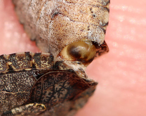 Stink Bugs - Brochymena arborea Stink bugs in love <3. 

Habitat: Tree; streamside
https://www.jungledragon.com/image/93736/stink_bugs_-_brochymena_arborea.html
https://www.jungledragon.com/image/93740/stink_bugs_-_brochymena_arborea.html
https://www.jungledragon.com/image/93738/stink_bugs_-_brochymena_arborea.html
https://www.jungledragon.com/image/93737/stink_bugs_-_brochymena_arborea.html Brochymena arborea,Geotagged,Spring,United States
