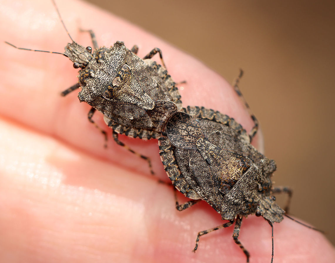 Stink Bugs - Brochymena arborea Stink bugs in love &lt;3.<br />
<br />
Habitat: Tree; streamside<br />
<figure class="photo"><a href="https://www.jungledragon.com/image/93736/stink_bugs_-_brochymena_arborea.html" title="Stink Bugs - Brochymena arborea"><img src="https://s3.amazonaws.com/media.jungledragon.com/images/3232/93736_thumb.jpg?AWSAccessKeyId=05GMT0V3GWVNE7GGM1R2&Expires=1759968010&Signature=1oTO3ZvWf0snr2WyTWtrxl3Bgxw%3D" width="142" height="152" alt="Stink Bugs - Brochymena arborea Stink bugs in love &lt;3<br />
<br />
Habitat: Tree; streamside<br />
https://www.jungledragon.com/image/93740/stink_bugs_-_brochymena_arborea.html<br />
https://www.jungledragon.com/image/93739/stink_bugs_-_brochymena_arborea.html<br />
https://www.jungledragon.com/image/93738/stink_bugs_-_brochymena_arborea.html<br />
https://www.jungledragon.com/image/93737/stink_bugs_-_brochymena_arborea.html Brochymena,Brochymena arborea,Geotagged,Spring,United States,stink bugs" /></a></figure><br />
<figure class="photo"><a href="https://www.jungledragon.com/image/93739/stink_bugs_-_brochymena_arborea.html" title="Stink Bugs - Brochymena arborea"><img src="https://s3.amazonaws.com/media.jungledragon.com/images/3232/93739_thumb.jpg?AWSAccessKeyId=05GMT0V3GWVNE7GGM1R2&Expires=1759968010&Signature=ZfkPLpmW6YWfTDdj7Mb8Q0rcVBI%3D" width="200" height="160" alt="Stink Bugs - Brochymena arborea Stink bugs in love &lt;3. <br />
<br />
Habitat: Tree; streamside<br />
https://www.jungledragon.com/image/93736/stink_bugs_-_brochymena_arborea.html<br />
https://www.jungledragon.com/image/93740/stink_bugs_-_brochymena_arborea.html<br />
https://www.jungledragon.com/image/93738/stink_bugs_-_brochymena_arborea.html<br />
https://www.jungledragon.com/image/93737/stink_bugs_-_brochymena_arborea.html Brochymena arborea,Geotagged,Spring,United States" /></a></figure><br />
<figure class="photo"><a href="https://www.jungledragon.com/image/93738/stink_bugs_-_brochymena_arborea.html" title="Stink Bugs - Brochymena arborea"><img src="https://s3.amazonaws.com/media.jungledragon.com/images/3232/93738_thumb.jpg?AWSAccessKeyId=05GMT0V3GWVNE7GGM1R2&Expires=1759968010&Signature=fqvC8IAwjT%2FAZRIQ4TiCYYr4h3A%3D" width="200" height="156" alt="Stink Bugs - Brochymena arborea Stink bugs in love &lt;3<br />
<br />
Habitat: Tree; streamside<br />
https://www.jungledragon.com/image/93739/stink_bugs_-_brochymena_arborea.html<br />
https://www.jungledragon.com/image/93737/stink_bugs_-_brochymena_arborea.html<br />
https://www.jungledragon.com/image/93740/stink_bugs_-_brochymena_arborea.html<br />
https://www.jungledragon.com/image/93736/stink_bugs_-_brochymena_arborea.html Brochymena arborea,Geotagged,Spring,United States" /></a></figure><br />
<figure class="photo"><a href="https://www.jungledragon.com/image/93737/stink_bugs_-_brochymena_arborea.html" title="Stink Bugs - Brochymena arborea"><img src="https://s3.amazonaws.com/media.jungledragon.com/images/3232/93737_thumb.jpg?AWSAccessKeyId=05GMT0V3GWVNE7GGM1R2&Expires=1759968010&Signature=DW6dmzB3ft07szPUZBxrbiiUJe0%3D" width="136" height="152" alt="Stink Bugs - Brochymena arborea They were so well camouflaged!<br />
<br />
Habitat: Tree; streamside<br />
https://www.jungledragon.com/image/93738/stink_bugs_-_brochymena_arborea.html<br />
https://www.jungledragon.com/image/93739/stink_bugs_-_brochymena_arborea.html<br />
https://www.jungledragon.com/image/93740/stink_bugs_-_brochymena_arborea.html<br />
https://www.jungledragon.com/image/93736/stink_bugs_-_brochymena_arborea.html Brochymena arborea,Geotagged,Spring,United States" /></a></figure> Brochymena arborea,Geotagged,Spring,United States