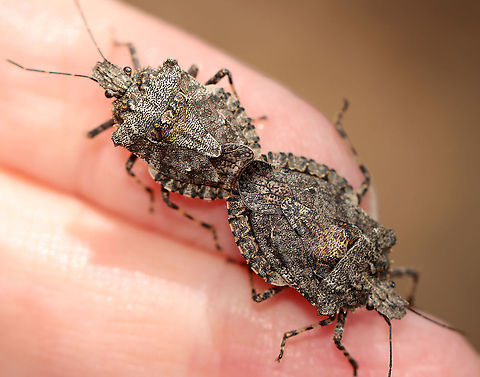 Stink Bugs - Brochymena arborea Stink bugs in love <3.

Habitat: Tree; streamside
https://www.jungledragon.com/image/93736/stink_bugs_-_brochymena_arborea.html
https://www.jungledragon.com/image/93739/stink_bugs_-_brochymena_arborea.html
https://www.jungledragon.com/image/93738/stink_bugs_-_brochymena_arborea.html
https://www.jungledragon.com/image/93737/stink_bugs_-_brochymena_arborea.html Brochymena arborea,Geotagged,Spring,United States