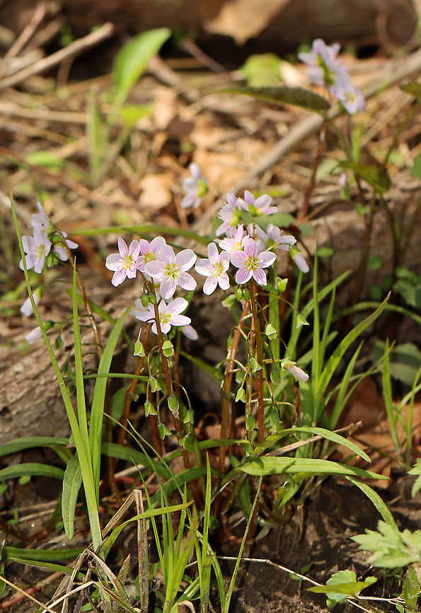 Spring Beauty - Claytonia virginica Habitat: Flood plain<br />
<figure class="photo"><a href="https://www.jungledragon.com/image/93742/spring_beauty_-_claytonia_virginica.html" title="Spring Beauty - Claytonia virginica"><img src="https://s3.amazonaws.com/media.jungledragon.com/images/3232/93742_thumb.jpg?AWSAccessKeyId=05GMT0V3GWVNE7GGM1R2&Expires=1759968010&Signature=0rk8oryA1lkQNGN9E2OUKu%2BijxU%3D" width="200" height="168" alt="Spring Beauty - Claytonia virginica Habitat: Flood plain<br />
https://www.jungledragon.com/image/93741/spring_beauty_-_claytonia_virginica.html Claytonia virginica,Eastern spring beauty,Geotagged,Spring,United States" /></a></figure> Claytonia,Claytonia virginica,Eastern spring beauty,Geotagged,Spring,United States,spring beauty