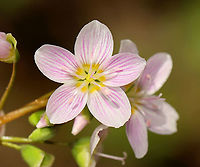 Spring Beauty - Claytonia virginica Habitat: Flood plain<br />
https://www.jungledragon.com/image/93741/spring_beauty_-_claytonia_virginica.html Claytonia virginica,Eastern spring beauty,Geotagged,Spring,United States