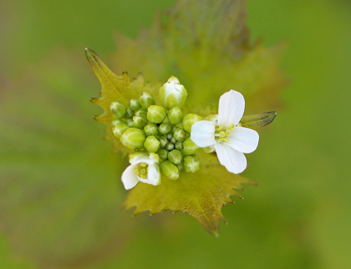 Poor Man's Mustard - Alliaria petiolata White flowers with 4 petals clustered at the stem tips. Leaves are toothed and have a garlic odor when crushed.<br />
<br />
This plant has a biennial life cycle - so, it only lives for two years. During the first year, it just looks like a cluster leaves. In the second year, tall stalks with small, white, terminal flowers grow. They are edible during the second year and taste like garlic. The flowers are delicious in salads, and the seeds can be roasted and ground for use as a spice.<br />
<br />
Habitat: Meadow<br />
<figure class="photo"><a href="https://www.jungledragon.com/image/93747/poor_mans_mustard_-_alliaria_petiolata.html" title="Poor Man&#039;s Mustard - Alliaria petiolata"><img src="https://s3.amazonaws.com/media.jungledragon.com/images/3232/93747_thumb.jpg?AWSAccessKeyId=05GMT0V3GWVNE7GGM1R2&Expires=1759968010&Signature=nAZKDO4dJs%2Fzkg2vWwAdgjQYns4%3D" width="200" height="160" alt="Poor Man&#039;s Mustard - Alliaria petiolata White flowers with 4 petals clustered at the stem tips. Leaves are toothed and have a garlic odor when crushed.<br />
<br />
This plant has a biennial life cycle - so, it only lives for two years. During the first year, it just looks like a cluster leaves. In the second year, tall stalks with small, white, terminal flowers grow. They are edible during the second year and taste like garlic. The flowers are delicious in salads, and the seeds can be roasted and ground for use as a spice.<br />
<br />
Habitat: Meadow<br />
https://www.jungledragon.com/image/93749/poor_mans_mustard_-_alliaria_petiolata.html<br />
https://www.jungledragon.com/image/93748/poor_mans_mustard_-_alliaria_petiolata.html<br />
https://www.jungledragon.com/image/93746/poor_mans_mustard_-_alliaria_petiolata.html<br />
 Alliaria petiolata,Garlic mustard,Geotagged,Spring,United States" /></a></figure><br />
<figure class="photo"><a href="https://www.jungledragon.com/image/93748/poor_mans_mustard_-_alliaria_petiolata.html" title="Poor Man&#039;s Mustard - Alliaria petiolata"><img src="https://s3.amazonaws.com/media.jungledragon.com/images/3232/93748_thumb.jpg?AWSAccessKeyId=05GMT0V3GWVNE7GGM1R2&Expires=1759968010&Signature=28ARuToqHtOaBaSjmyMJWPhg3ok%3D" width="116" height="152" alt="Poor Man&#039;s Mustard - Alliaria petiolata White flowers with 4 petals clustered at the stem tips. Leaves are toothed and have a garlic odor when crushed.<br />
<br />
This plant has a biennial life cycle - so, it only lives for two years. During the first year, it just looks like a cluster leaves. In the second year, tall stalks with small, white, terminal flowers grow. They are edible during the second year and taste like garlic. The flowers are delicious in salads, and the seeds can be roasted and ground for use as a spice.<br />
<br />
Habitat: Meadow<br />
https://www.jungledragon.com/image/93749/poor_mans_mustard_-_alliaria_petiolata.html<br />
https://www.jungledragon.com/image/93747/poor_mans_mustard_-_alliaria_petiolata.html<br />
https://www.jungledragon.com/image/93746/poor_mans_mustard_-_alliaria_petiolata.html Alliaria petiolata,Garlic mustard,Geotagged,Spring,United States" /></a></figure><br />
<figure class="photo"><a href="https://www.jungledragon.com/image/93749/poor_mans_mustard_-_alliaria_petiolata.html" title="Poor Man&#039;s Mustard - Alliaria petiolata"><img src="https://s3.amazonaws.com/media.jungledragon.com/images/3232/93749_thumb.jpg?AWSAccessKeyId=05GMT0V3GWVNE7GGM1R2&Expires=1759968010&Signature=pkVO%2BBb753gw2RIxKf9VR7LMtb0%3D" width="200" height="154" alt="Poor Man&#039;s Mustard - Alliaria petiolata White flowers with 4 petals clustered at the stem tips. Leaves are toothed and have a garlic odor when crushed.<br />
<br />
This plant has a biennial life cycle - so, it only lives for two years. During the first year, it just looks like a cluster leaves. In the second year, tall stalks with small, white, terminal flowers grow. They are edible during the second year and taste like garlic. The flowers are delicious in salads, and the seeds can be roasted and ground for use as a spice.<br />
<br />
Habitat: Meadow<br />
https://www.jungledragon.com/image/93748/poor_mans_mustard_-_alliaria_petiolata.html<br />
https://www.jungledragon.com/image/93747/poor_mans_mustard_-_alliaria_petiolata.html<br />
https://www.jungledragon.com/image/93746/poor_mans_mustard_-_alliaria_petiolata.html Alliaria petiolata,Garlic mustard,Geotagged,Spring,United States" /></a></figure> Alliaria,Alliaria petiolata,Garlic mustard,Geotagged,Poor Man's Mustard,Spring,United States