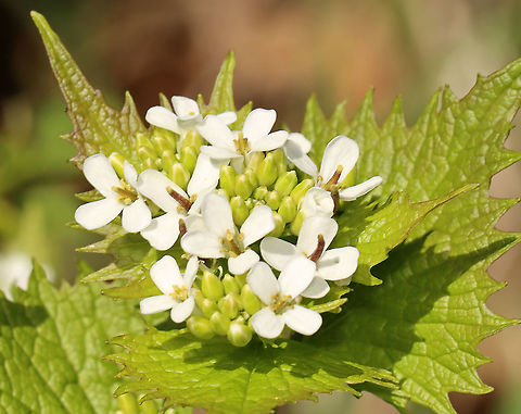 Poor Man's Mustard - Alliaria petiolata White flowers with 4 petals clustered at the stem tips. Leaves are toothed and have a garlic odor when crushed.

This plant has a biennial life cycle - so, it only lives for two years. During the first year, it just looks like a cluster leaves. In the second year, tall stalks with small, white, terminal flowers grow. They are edible during the second year and taste like garlic. The flowers are delicious in salads, and the seeds can be roasted and ground for use as a spice.

Habitat: Meadow
https://www.jungledragon.com/image/93749/poor_mans_mustard_-_alliaria_petiolata.html
https://www.jungledragon.com/image/93748/poor_mans_mustard_-_alliaria_petiolata.html
https://www.jungledragon.com/image/93746/poor_mans_mustard_-_alliaria_petiolata.html
 Alliaria petiolata,Garlic mustard,Geotagged,Spring,United States