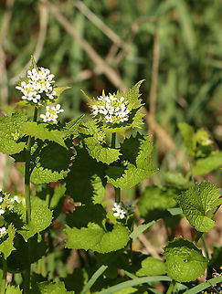 Poor Man's Mustard - Alliaria petiolata White flowers with 4 petals clustered at the stem tips. Leaves are toothed and have a garlic odor when crushed.

This plant has a biennial life cycle - so, it only lives for two years. During the first year, it just looks like a cluster leaves. In the second year, tall stalks with small, white, terminal flowers grow. They are edible during the second year and taste like garlic. The flowers are delicious in salads, and the seeds can be roasted and ground for use as a spice.

Habitat: Meadow
https://www.jungledragon.com/image/93749/poor_mans_mustard_-_alliaria_petiolata.html
https://www.jungledragon.com/image/93747/poor_mans_mustard_-_alliaria_petiolata.html
https://www.jungledragon.com/image/93746/poor_mans_mustard_-_alliaria_petiolata.html Alliaria petiolata,Garlic mustard,Geotagged,Spring,United States