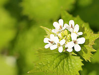 Poor Man's Mustard - Alliaria petiolata White flowers with 4 petals clustered at the stem tips. Leaves are toothed and have a garlic odor when crushed.<br />
<br />
This plant has a biennial life cycle - so, it only lives for two years. During the first year, it just looks like a cluster leaves. In the second year, tall stalks with small, white, terminal flowers grow. They are edible during the second year and taste like garlic. The flowers are delicious in salads, and the seeds can be roasted and ground for use as a spice.<br />
<br />
Habitat: Meadow<br />
https://www.jungledragon.com/image/93748/poor_mans_mustard_-_alliaria_petiolata.html<br />
https://www.jungledragon.com/image/93747/poor_mans_mustard_-_alliaria_petiolata.html<br />
https://www.jungledragon.com/image/93746/poor_mans_mustard_-_alliaria_petiolata.html Alliaria petiolata,Garlic mustard,Geotagged,Spring,United States