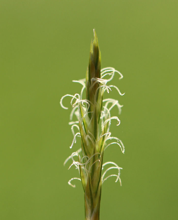 Sedge - Carex sp. Habitat: Meadow<br />
<figure class="photo"><a href="https://www.jungledragon.com/image/93751/sedge_-_carex_sp.html" title="Sedge - Carex sp."><img src="https://s3.amazonaws.com/media.jungledragon.com/images/3232/93751_thumb.jpg?AWSAccessKeyId=05GMT0V3GWVNE7GGM1R2&Expires=1769040010&Signature=8IO7jHYa0aSMsZKE9Y0i3Hm4%2Fk8%3D" width="102" height="152" alt="Sedge - Carex sp. Habitat: Meadow<br />
https://www.jungledragon.com/image/93750/sedge_-_carex_sp.html Geotagged,Spring,United States" /></a></figure> Carex,Geotagged,Spring,United States,sedge