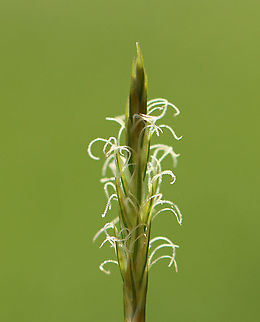Sedge - Carex sp. Habitat: Meadow
https://www.jungledragon.com/image/93751/sedge_-_carex_sp.html Carex,Geotagged,Spring,United States,sedge