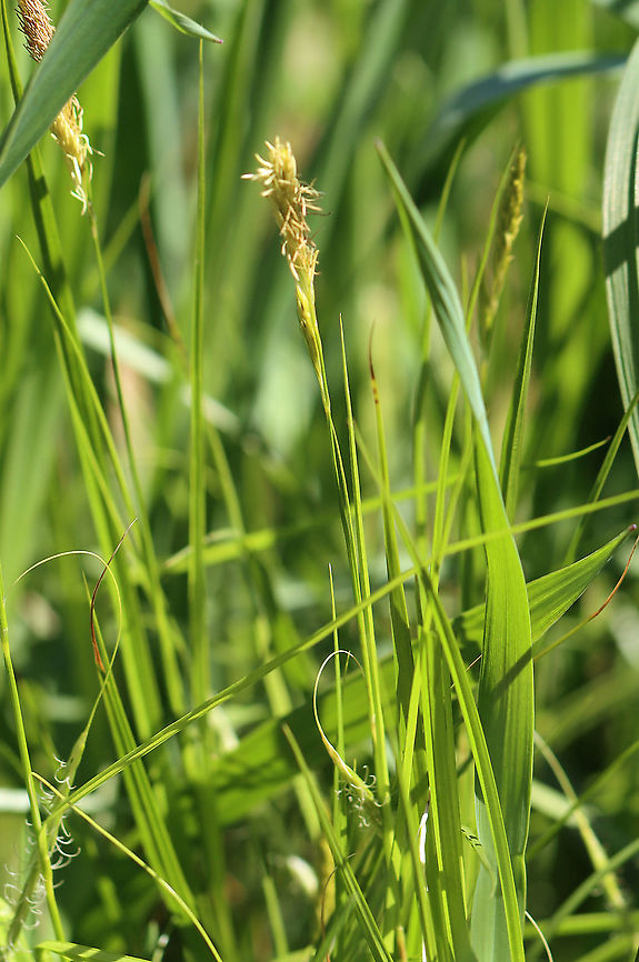 Sedge - Carex sp. Habitat: Meadow<br />
<figure class="photo"><a href="https://www.jungledragon.com/image/93750/sedge_-_carex_sp.html" title="Sedge - Carex sp."><img src="https://s3.amazonaws.com/media.jungledragon.com/images/3232/93750_thumb.jpg?AWSAccessKeyId=05GMT0V3GWVNE7GGM1R2&Expires=1769040010&Signature=PTyKSoXoK3YeHVbjL6x9wHIMdrI%3D" width="124" height="152" alt="Sedge - Carex sp. Habitat: Meadow<br />
https://www.jungledragon.com/image/93751/sedge_-_carex_sp.html Carex,Geotagged,Spring,United States,sedge" /></a></figure> Geotagged,Spring,United States