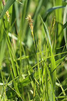 Sedge - Carex sp. Habitat: Meadow
https://www.jungledragon.com/image/93750/sedge_-_carex_sp.html Geotagged,Spring,United States