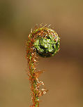 Ostrich Fern Fiddlehead - Matteuccia struthiopteris The unfurled, sterile leaves, which first appear above ground during the spring, are rolled and circular in shape. At this stage of development, they are referred to as 'fiddleheads' or 'croziers'. These fiddleheads are especially prized in the northeastern United States, where they are collected, sold, and eaten as gourmet food.<br />
<br />
These were super scaly. <br />
<br />
Habitat: Wetland<br />
 Geotagged,Matteuccia,Matteuccia struthiopteris,Ostrich fern,Spring,United States,fiddelhead