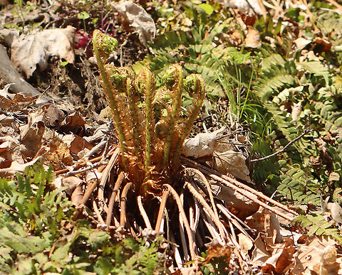 Ostrich Fern Fiddlehead - Matteuccia struthiopteris The unfurled, sterile leaves, which first appear above ground during the spring, are rolled and circular in shape. At this stage of development, they are referred to as 'fiddleheads' or 'croziers'. These fiddleheads are especially prized in the northeastern United States, where they are collected, sold, and eaten as gourmet food.

These were super scaly.

Habitat: Wetland
https://www.jungledragon.com/image/93752/ostrich_fern_fiddlehead_-_matteuccia_struthiopteris.html Geotagged,Matteuccia struthiopteris,Ostrich fern,Spring,United States