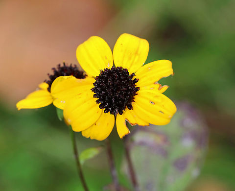 Brown-eyed Susan - Rudbeckia triloba Late in the season, but still hanging on.

Habitat: Rural, native plant garden Brown-eyed Susan,Fall,Geotagged,Rudbeckia,Rudbeckia triloba,United States