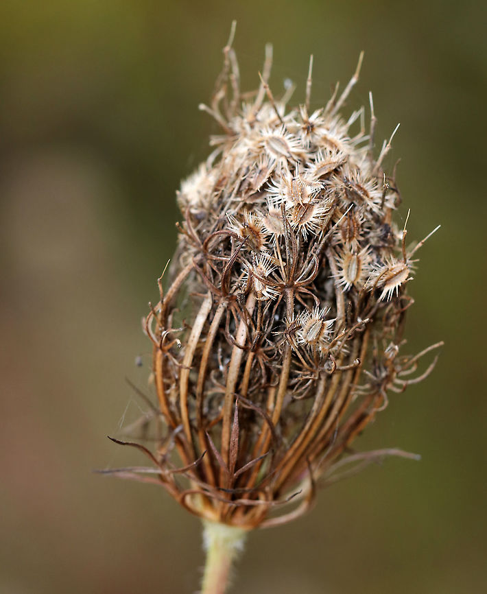Wild Carrot - Daucus carota Ready for winter...<br />
<br />
Habitat: Pond edge Daucus,Daucus carota,Fall,Geotagged,United States,Wild carrot