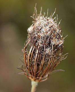 Wild Carrot - Daucus carota Ready for winter...

Habitat: Pond edge Daucus,Daucus carota,Fall,Geotagged,United States,Wild carrot