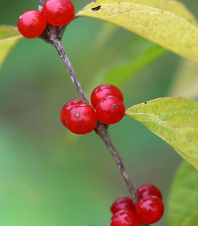 Amur Honeysuckle - Lonicera maackii This plant is highly invasive and is prohibited for sale or distribution in Connecticut. Yet, I found it growing at a local Audubon center.

Habitat: Growing near a large pond Amur Honeysuckle,Fall,Geotagged,Lonicera maackii,United States