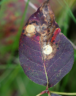 Poison Ivy Leaf-miner (Cameraria guttifinitella) on Poison Ivy (Toxicodendron radicans) Cameraria guttifinitella makes mines on poison ivy (Toxicodendron radicans) leaves. The larva is in the circular, brown chamber near the tip of the leaf. This chamber is an overwintering chamber, which the larva has created.

Habitat: Toxicodendron radicans leaf Cameraria guttifinitella,Fall,Geotagged,Poison Ivy Leaf-miner,Poison Ivy Leaf-miner Moth,United States,leaf mine