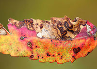 Stigmella intermedia Leaf Mines on Sumac (Rhus sp.) Habitat: Pondside<br />
https://www.jungledragon.com/image/93809/stigmella_intermedia_leaf_mines_on_sumac_rhus_sp.html Fall,Geotagged,Rhus,Stigmella,Stigmella intermedia,United States,leaf mines,sumac