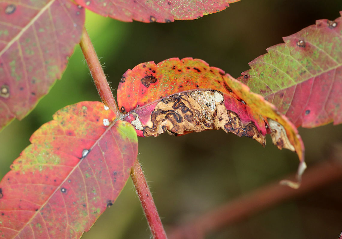 Stigmella intermedia Leaf Mines on Sumac (Rhus sp.) Habitat: Pondside<br />
<figure class="photo"><a href="https://www.jungledragon.com/image/93807/stigmella_intermedia_leaf_mines_on_sumac_rhus_sp.html" title="Stigmella intermedia Leaf Mines on Sumac (Rhus sp.)"><img src="https://s3.amazonaws.com/media.jungledragon.com/images/3232/93807_thumb.jpg?AWSAccessKeyId=05GMT0V3GWVNE7GGM1R2&Expires=1759968010&Signature=d6sfdZmCGSjlGeL2DBCmFZkHWiY%3D" width="200" height="144" alt="Stigmella intermedia Leaf Mines on Sumac (Rhus sp.) Habitat: Pondside<br />
https://www.jungledragon.com/image/93809/stigmella_intermedia_leaf_mines_on_sumac_rhus_sp.html Fall,Geotagged,Rhus,Stigmella,Stigmella intermedia,United States,leaf mines,sumac" /></a></figure> Fall,Geotagged,Stigmella intermedia,United States