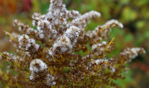 Canada Goldenrod - Solidago canadensis Canada Goldenrod is said to be allelopathic to sugar maple (Acer saccharum) seedlings, which means it produces chemicals in the soil that inhibits their growth.

Habitat: Meadow Canada goldenrod,Fall,Geotagged,Solidago,Solidago canadensis,United States,goldenrod