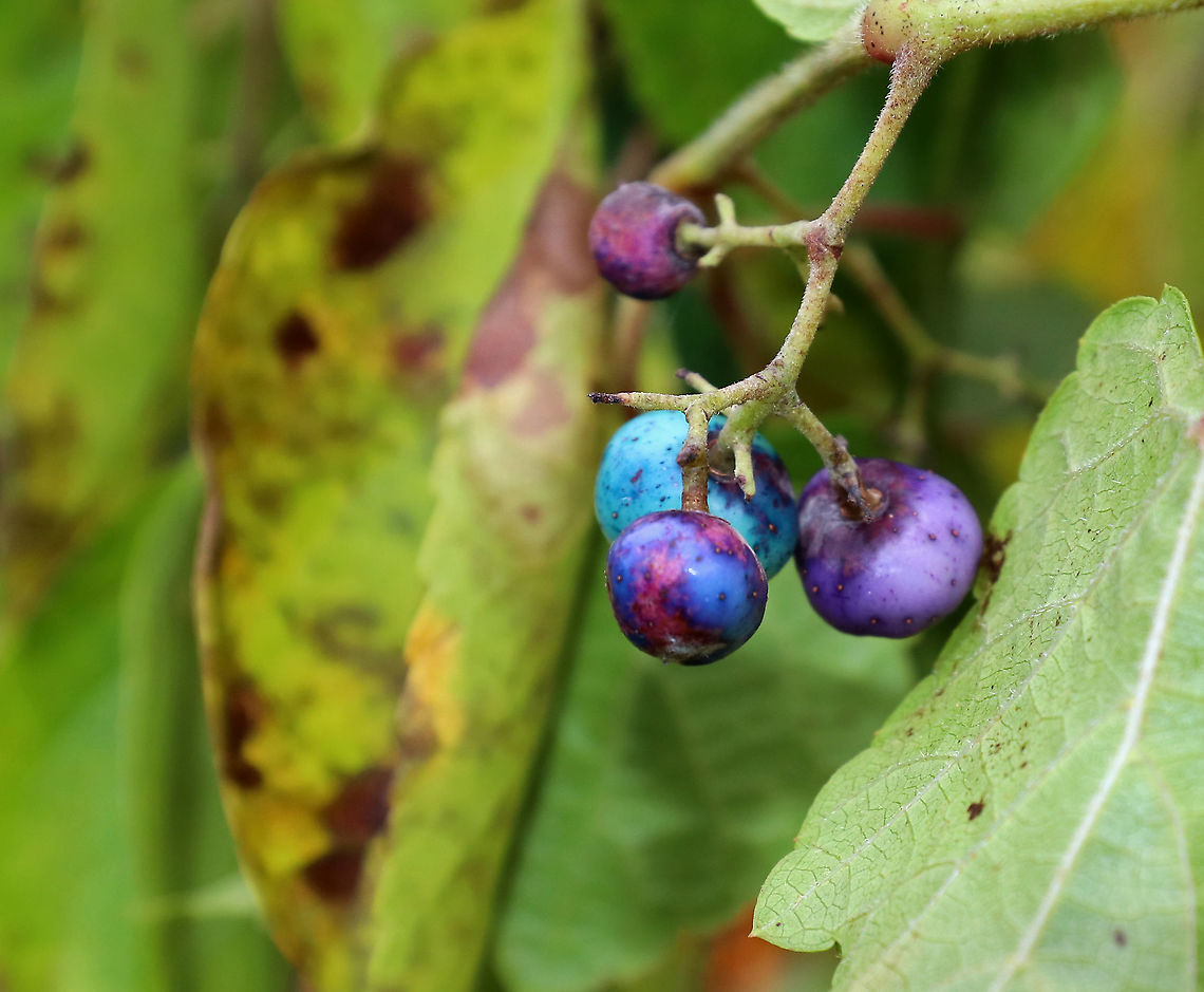 Porcelain Berry - Ampelopsis glandulosa var. brevipedunculata Highly invasive in the eastern United States. The berries are stunning colors due to an anthocyanidins-flavonols copigmentation phenomenon.<br />
<br />
Habitat: Meadow Ampelopsis,Ampelopsis glandulosa,Fall,Geotagged,Porcelain Berry,United States