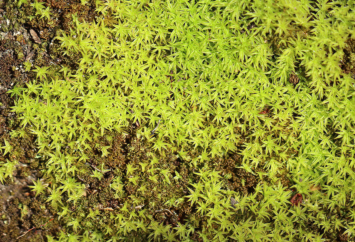 Star Moss - Syntrichia ruralis Habitat: Growing at the base of a tree in a deciduous forest. Geotagged,Spring,Syntrichia,Syntrichia ruralis,Tortula ruralis,United States,moss,star moss